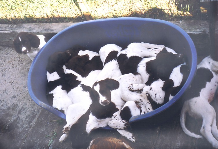 puppies1.jpg