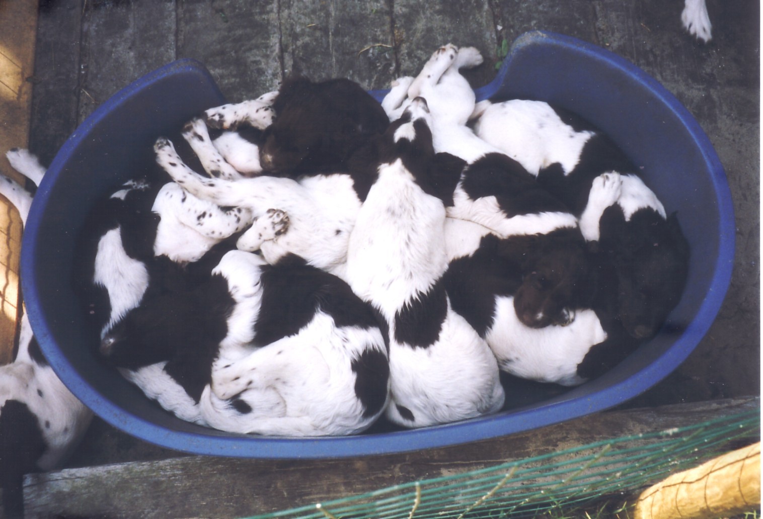 puppies2.jpg