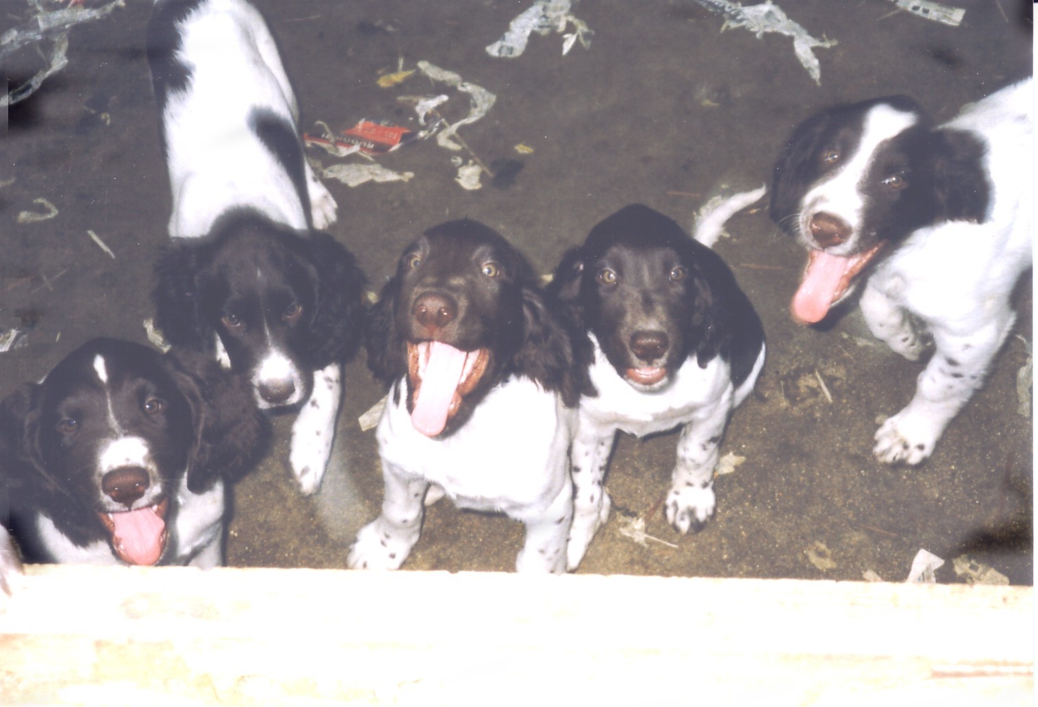 puppies3.jpg
