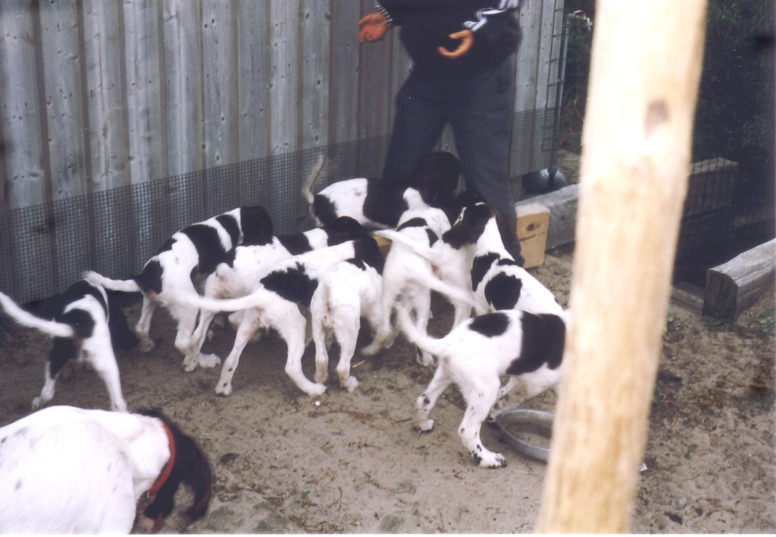 puppies4.jpg